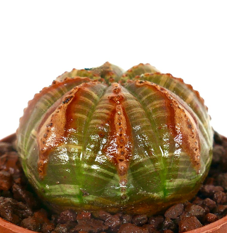Euphorbia obesa SELECTED WITH UNUSUAL RED MARKS 6R7