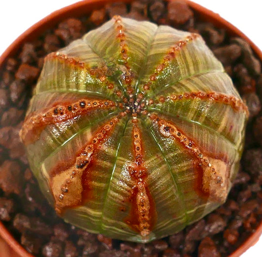 Euphorbia obesa SELECTED WITH UNUSUAL RED MARKS 6R7