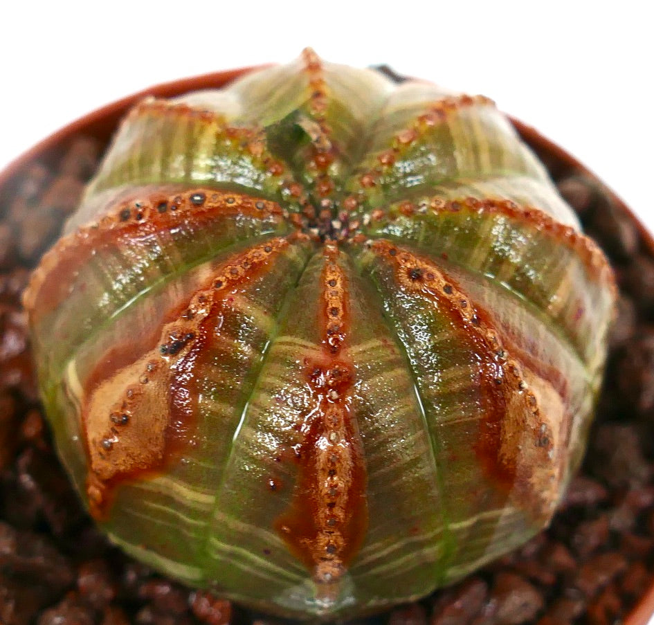 Euphorbia obesa SELECTED WITH UNUSUAL RED MARKS 6R7