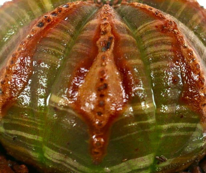 Euphorbia obesa SELECTED WITH UNUSUAL RED MARKS 6R7