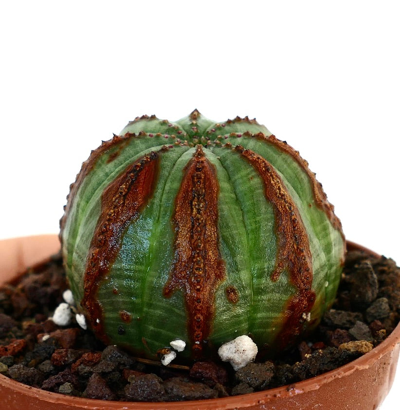 Euphorbia obesa succulent cactus with distinctive brown vertical markings and rounded shape