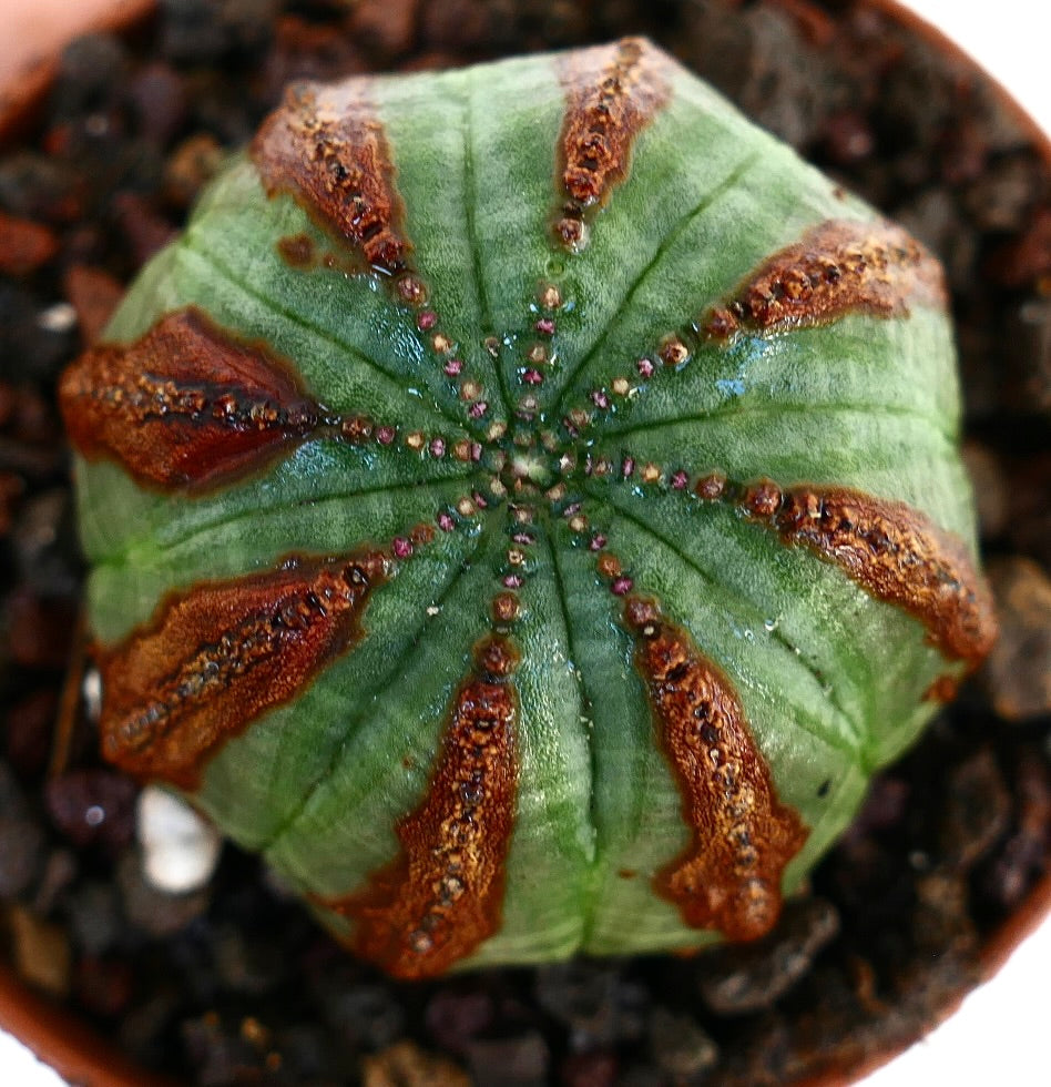 Euphorbia obesa succulent with round shape and distinctive brown textured marks on ribs