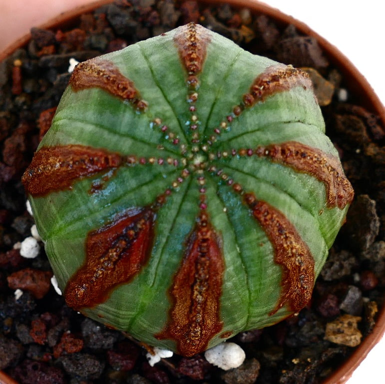 Euphorbia obesa succulent cactus with distinct brown textured markings and rounded shape