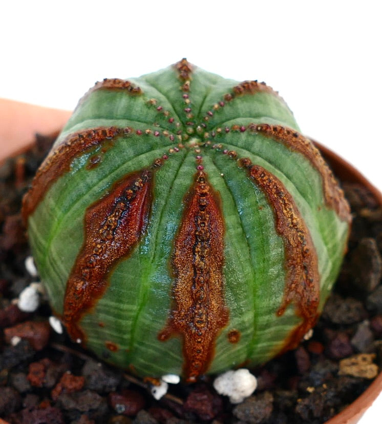 Euphorbia obesa succulent cactus with distinctive brown textured markings and rounded shape