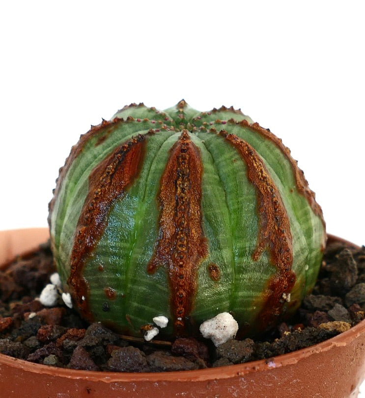 Euphorbia obesa succulent cactus with brown vertical markings and rounded ribbed structure