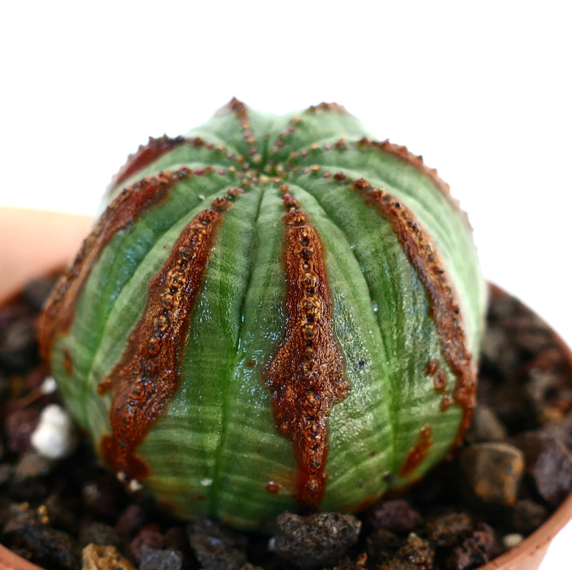 Euphorbia obesa succulent cactus with rounded shape and distinctive brown textured markings