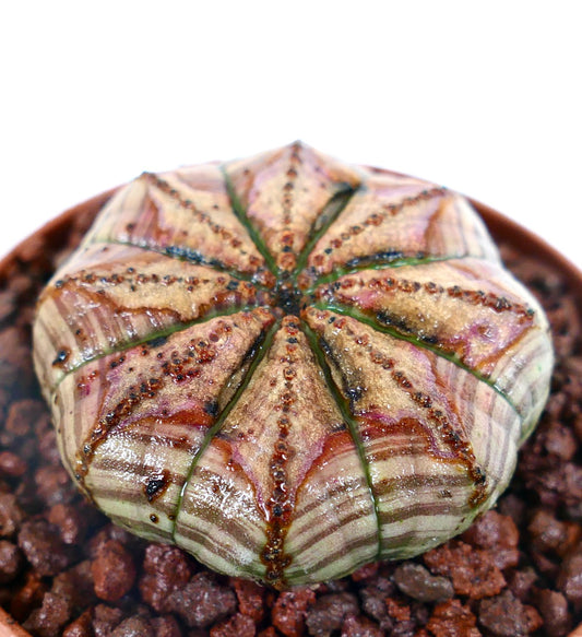 Euphorbia obesa seltene Sukkulente mit gestreiftem Muster und strukturierten Rillen auf braunem Untergrund