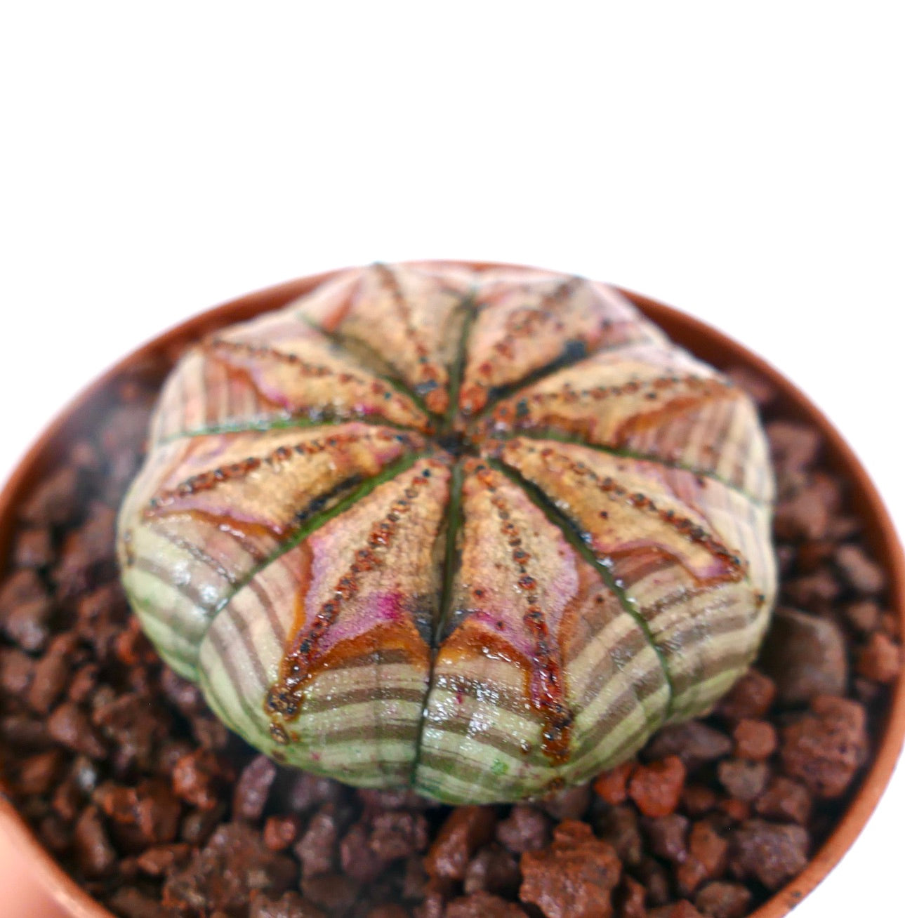 Euphorbia obesa Sukkulente mit rundlichem, sternförmigem Körper und gestreiftem Muster