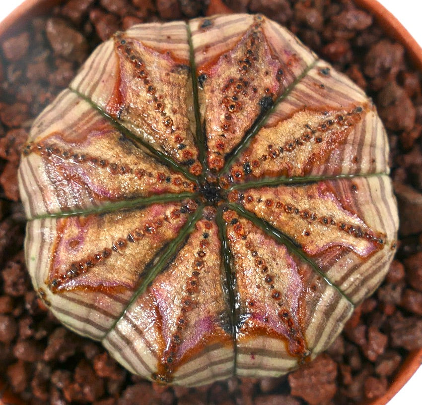 Euphorbia obesa Sukkulente mit sternförmigen Rippen und strukturierter braun-grüner Oberfläche