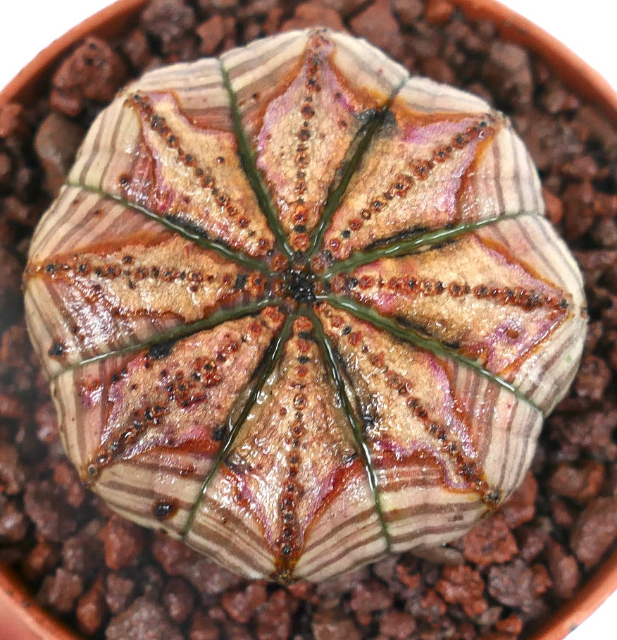 Euphorbia obesa Sukkulente mit sternförmigen Rippen und strukturierter braun-grüner Oberfläche