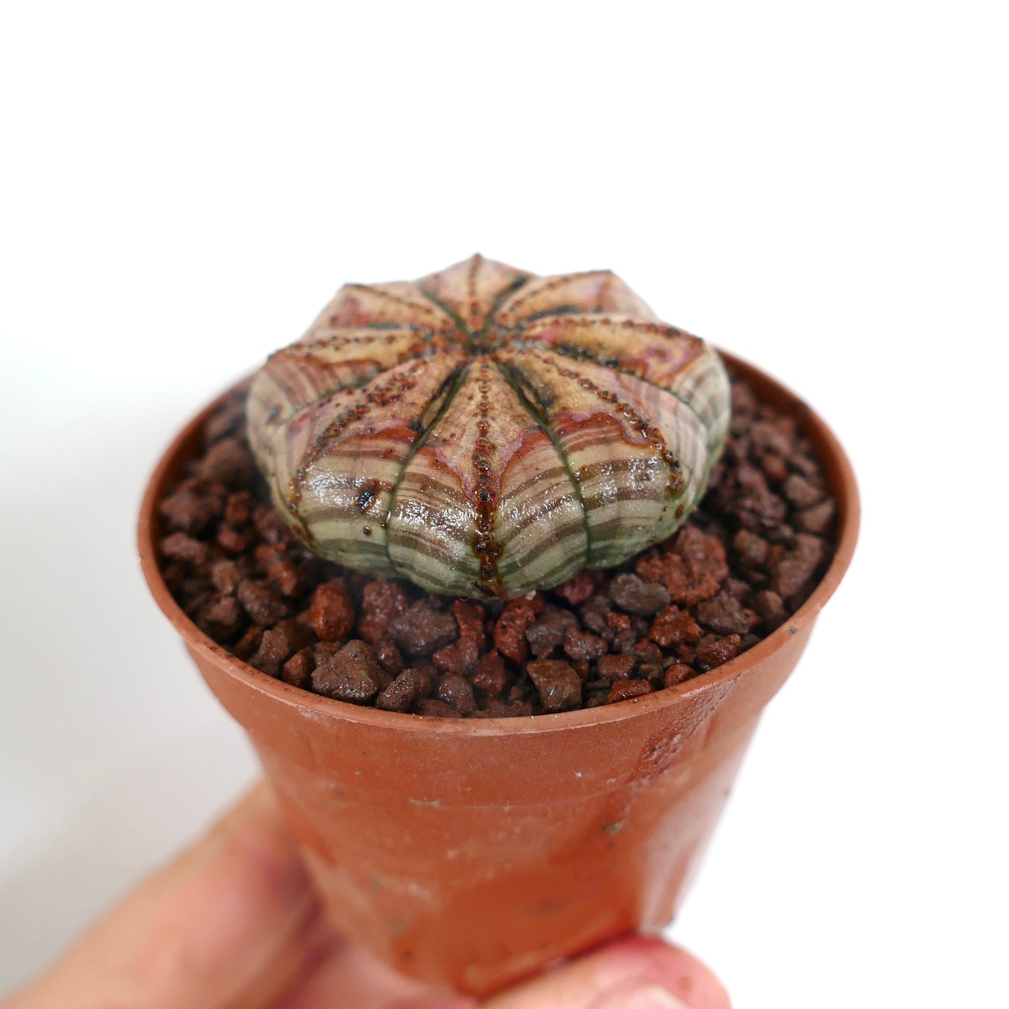 Euphorbia obesa Sukkulente mit gerundet geripptem Körper und gestreiftem braun-grünem Muster im kleinen Topf