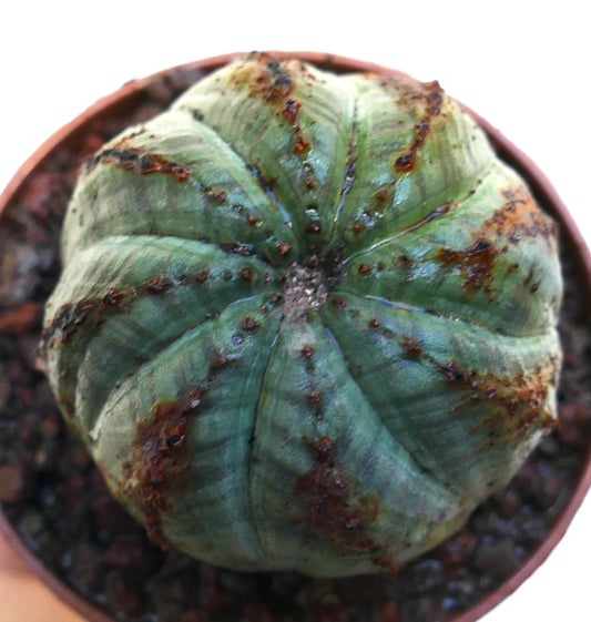 Euphorbia obesa rare succulent cactus with rounded ribbed body and brown markings