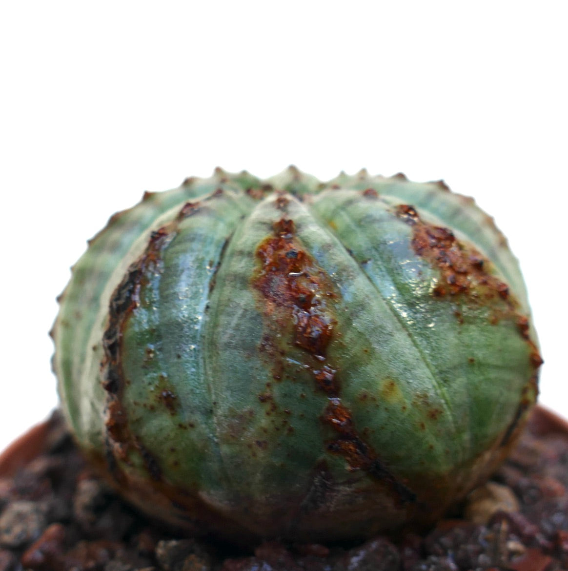 Euphorbia obesa succulent cactus with rounded ribbed body and brown textured patches