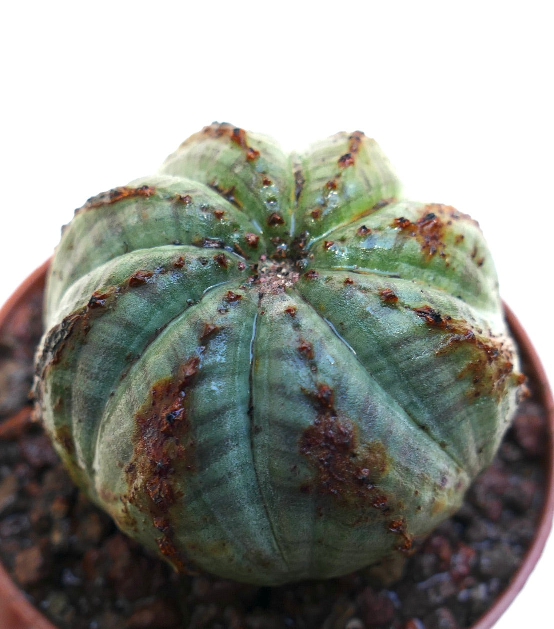 Euphorbia obesa succulent with rounded ribs and brown textured spots in a small pot