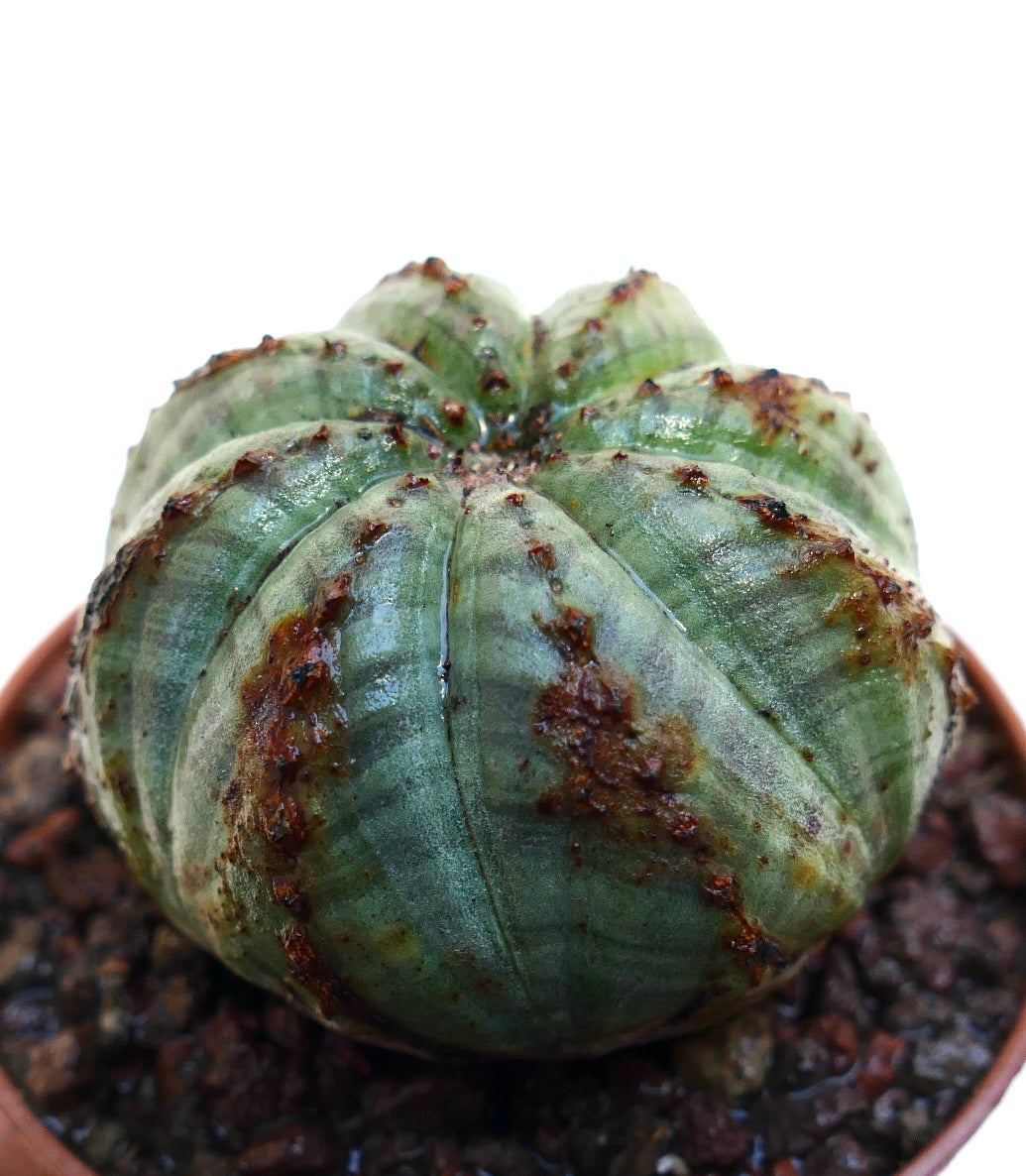 Euphorbia obesa succulent cactus with rounded ribbed body and brown textured spots