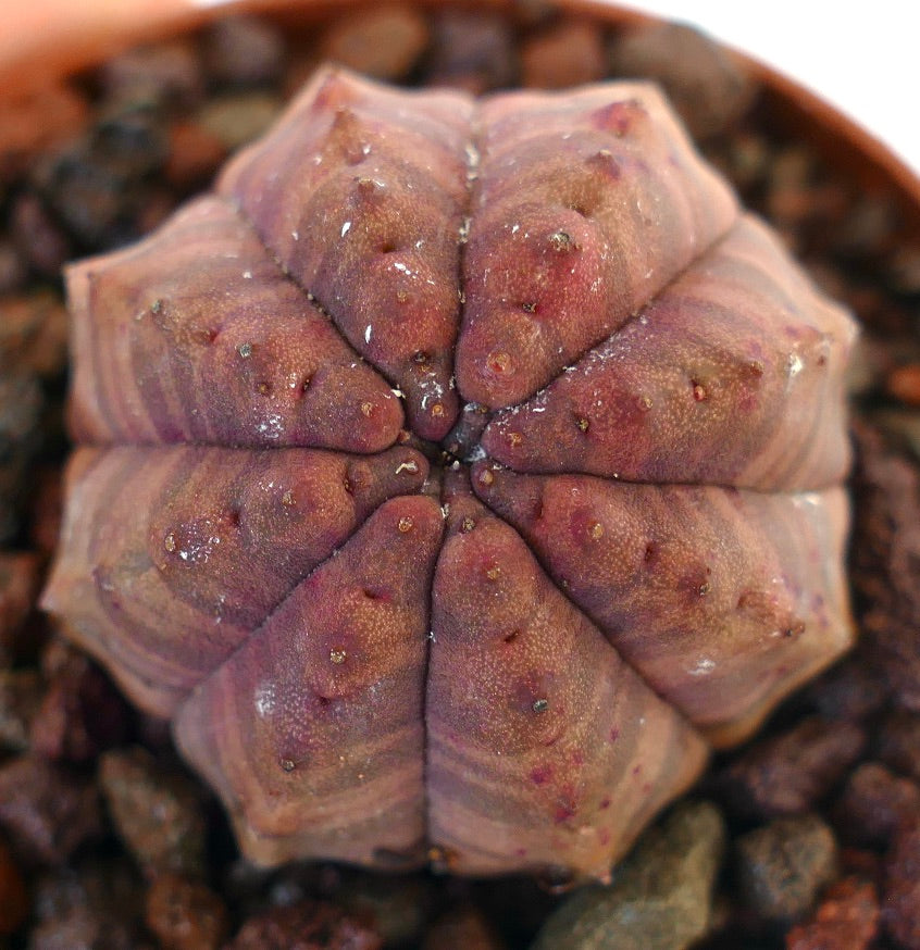 Succulente Euphorbia obesa avec des cretes en forme d'étoile et une surface texturée brun rougeâtre