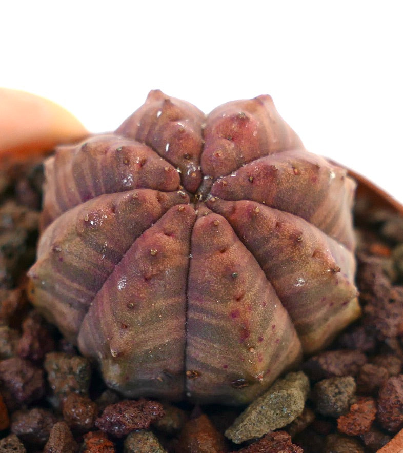 Euphorbia obesa petite succulente avec des segments arrondis en forme d'étoile et des teintes brun rougeâtre