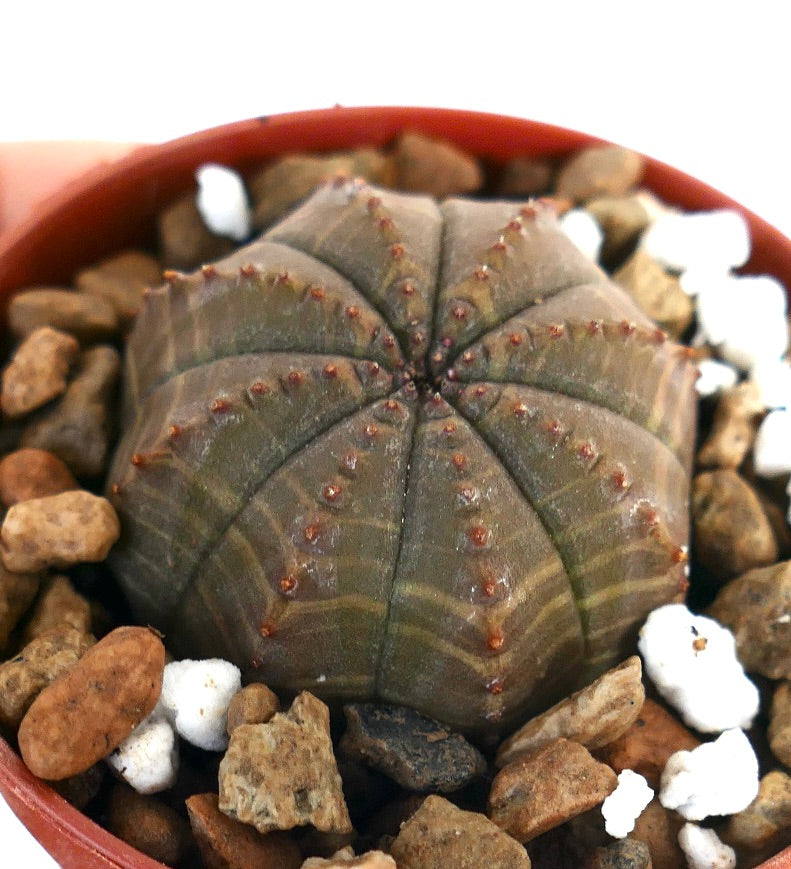 Euphorbia obesa rare succulent with star-shaped ribbed body and small reddish tubercles