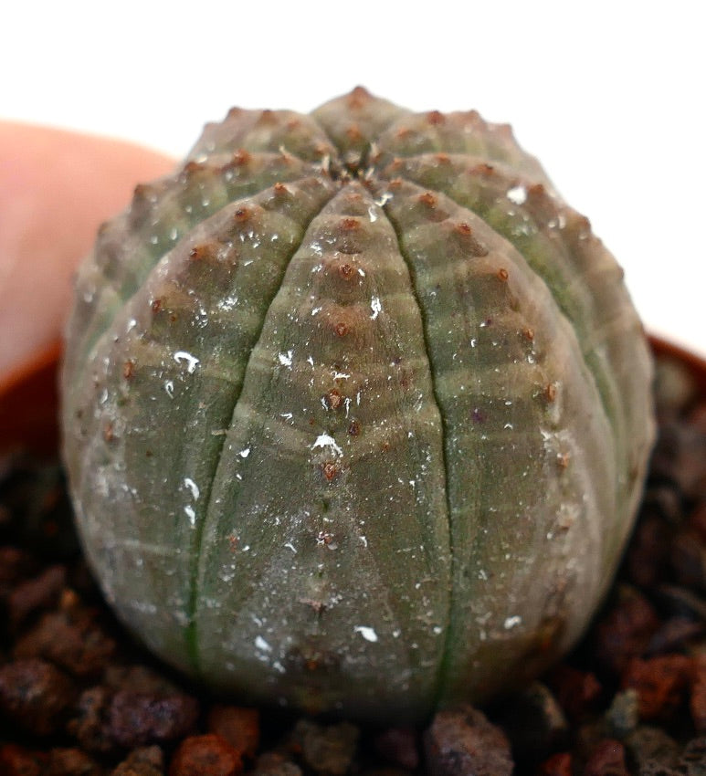 Euphorbia obesa, cactus succulent à corps arrondi nervuré avec de petites aréoles brunes