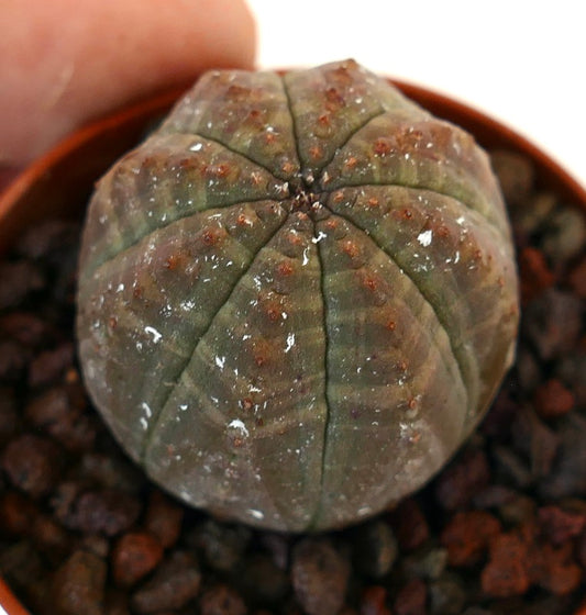 Euphorbia obesa succulent with rounded ribbed structure and small brown areoles