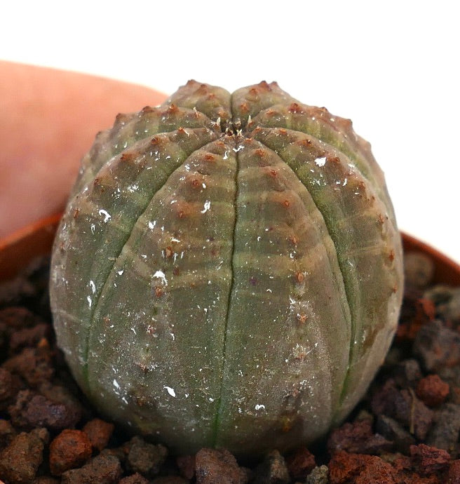 Succulente Euphorbia obesa avec un corps vert arrondi et côtelé et de petites aréoles brunes