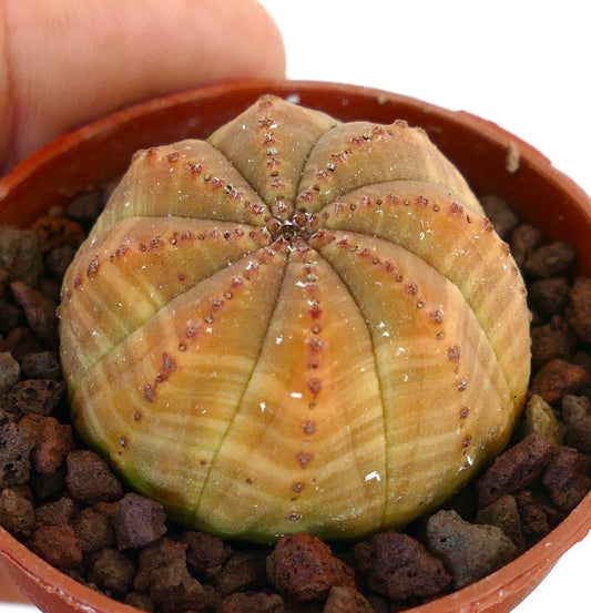 Euphorbia obesa succulent cactus with rounded ribbed body and small brown areoles