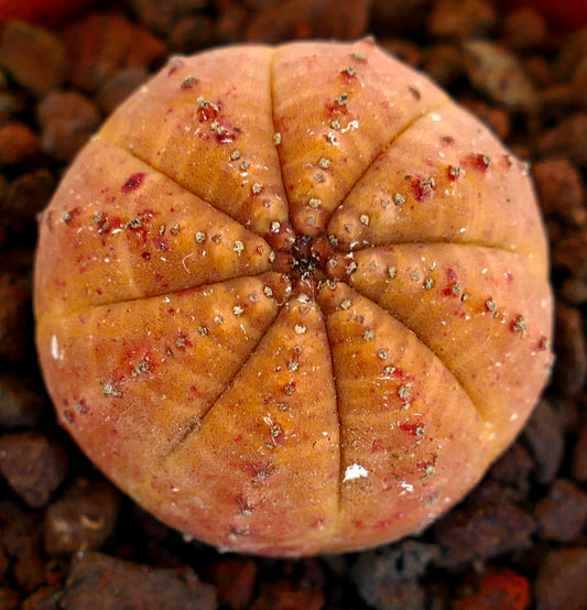 Euphorbia obesa round succulent with slight orange and red spots on textured surface