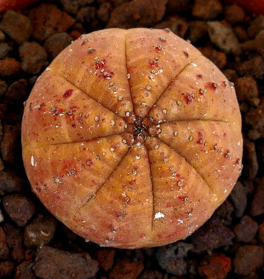 Euphorbia obesa rare succulent with rounded shape and subtle orange-red spots