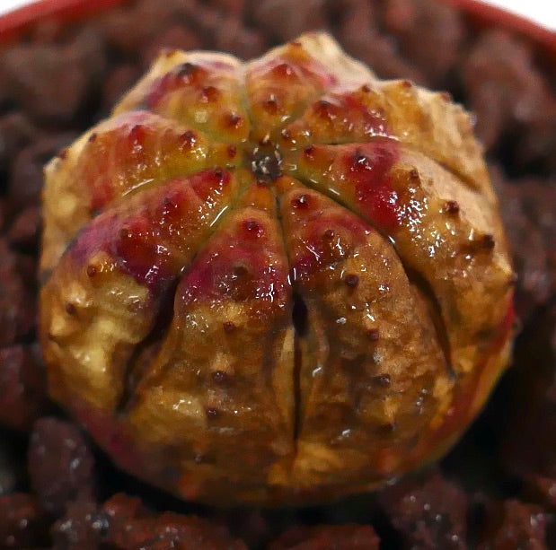 ユーフォルビア・オベサ 小型多肉植物 丸みを帯びた稜線と赤みを帯びた頂部の模様