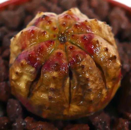 Euphorbia obesa liten sukkulent med avrundede rifler og rødlige merkninger på toppen