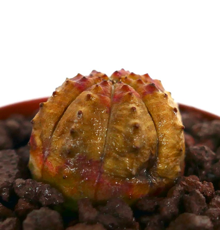 ユーフォルビア・オベサ 小型の多肉植物で、丸みを帯びたリッジと赤みを帯びた頂部が岩の多い土壌に生育しています