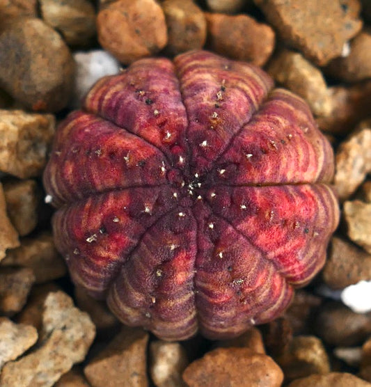 Euphorbia obesa succulent with dark purple ribbed body and small white areoles
