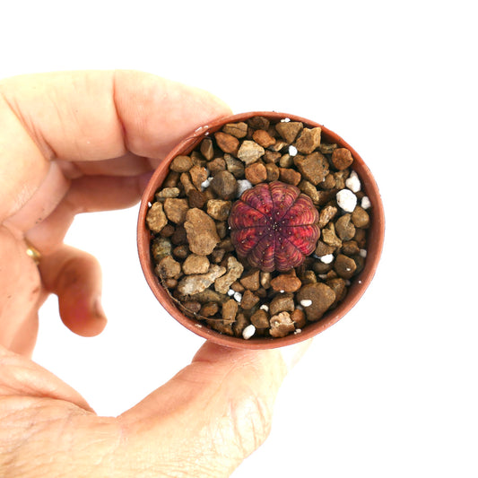 Euphorbia obesa small round succulent with deep purple ridged body in pot