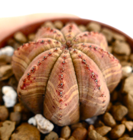 Euphorbia obesa suculenta cactus con costillas redondeadas en forma de estrella y marcas rojizas en maceta