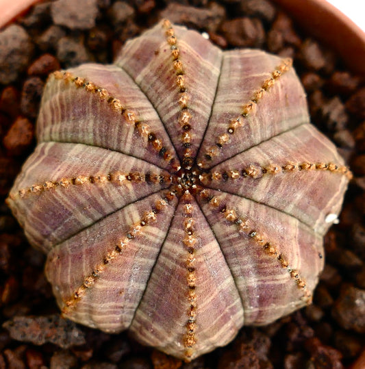Euphorbia obesa rare succulent with star-shaped ribbed body and textured surface