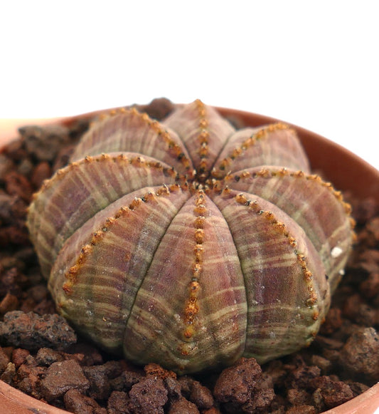 Euphorbia obesa succulent with star-shaped ribbed body and small brown areoles in pot