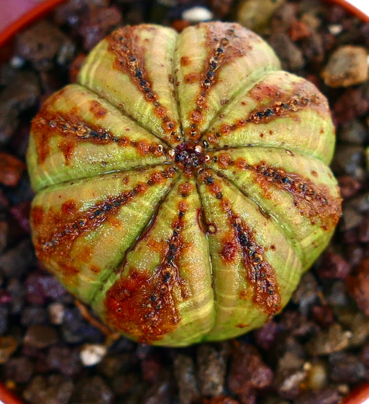 Angled top view of Euphorbia obesa, showing its ribbed green surface with irregular brown markings and rows of small reddish bumps.