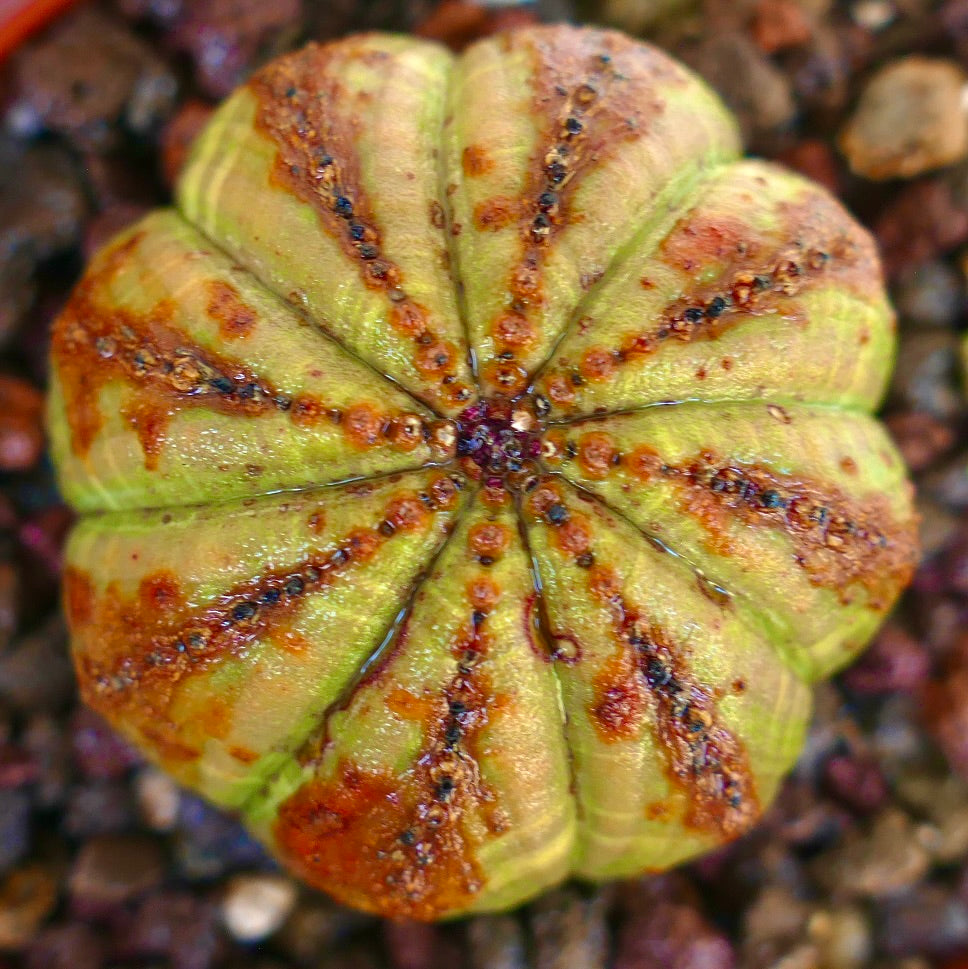 لقطة مقربة لنبات يوفوربيا أوبيسا من الأعلى، تُبرز شكله الكروي، والأضلاع المميزة، والخطوط البنية الحمراء المبرقشة على طول الحواف.