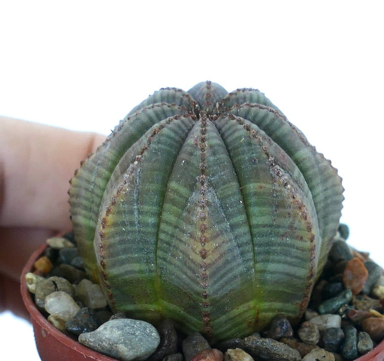 Euphorbia obesa STARSHAPE VERT-GRIS succulent, vue de côté montrant sa forme sphérique côtelée, ses tons verts-gris atténués et sa structure côtière en forme d'étoile, plantée dans un substrat de galets.