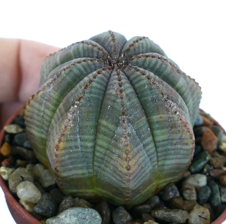 Rare cactus Euphorbia obesa STARSHAPE VERT-GRIS, compact et sphérique avec des côtes verticales, une coloration gris-vert, et des tubercules ponctués le long de chaque crête.
