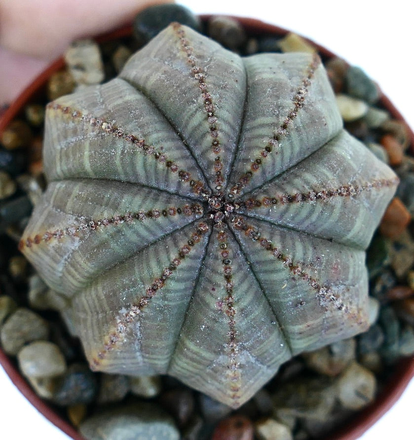 Euphorbia obesa hybride STARSHAPE VERT-GRIS, vue de dessus mettant en valeur son motif géométrique en forme d'étoile sur les côtes, sa peau vert-gris poussiéreuse et son agencement symétrique.