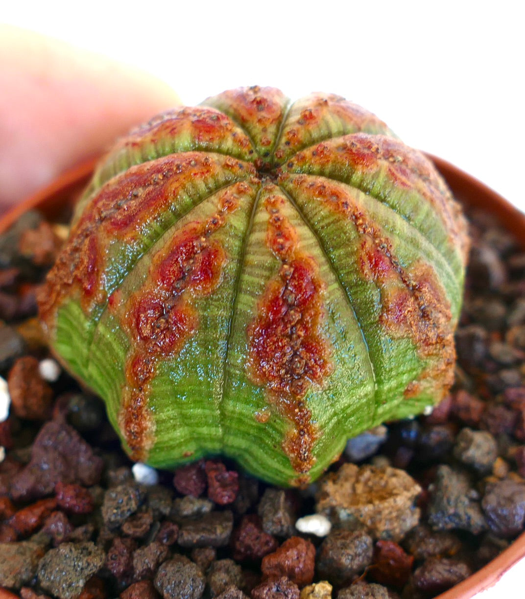 Close-up Euphorbia obesa side view, showing its ribbed spherical body with alternating green segments and irregular orange-red markings.