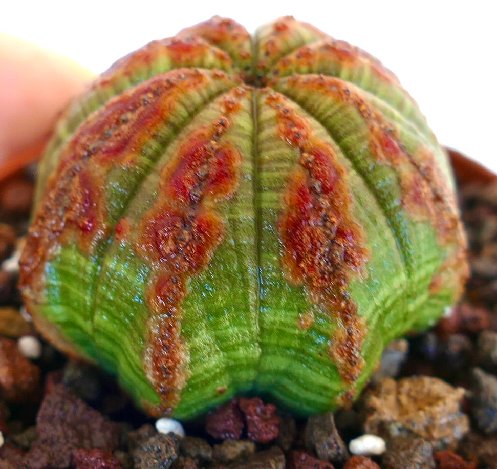 Macro side detail of Euphorbia obesa, highlighting its pronounced ribs, bright green tissue, and striking orange-brown patches forming a star-like pattern.