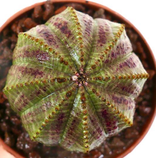 Euphorbia obesa STARSHAPE GREEN & PINK L1