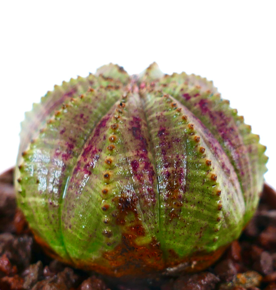 Euphorbia obesa STARSHAPE GREEN & PINK L1