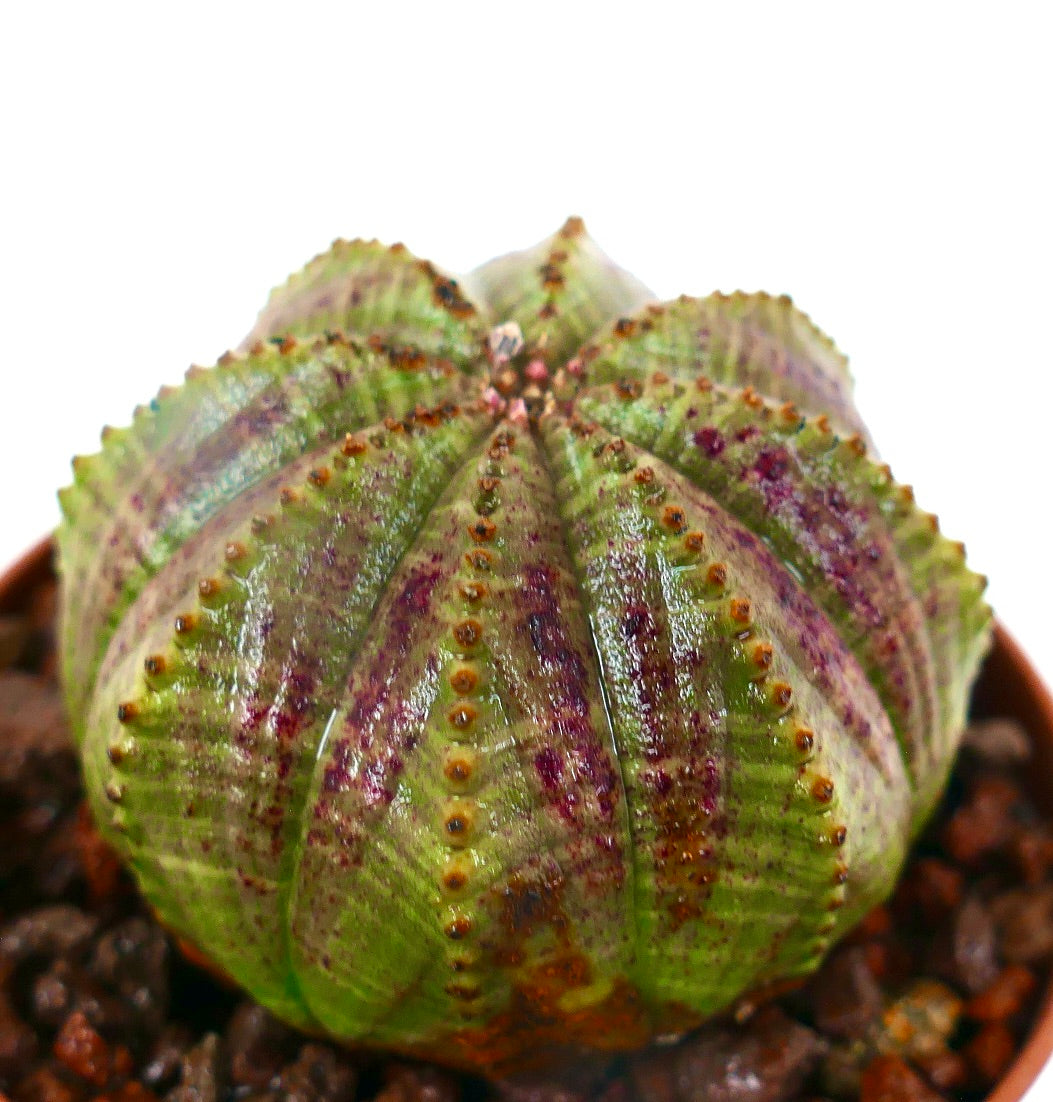 Euphorbia obesa STARSHAPE GREEN & PINK L1