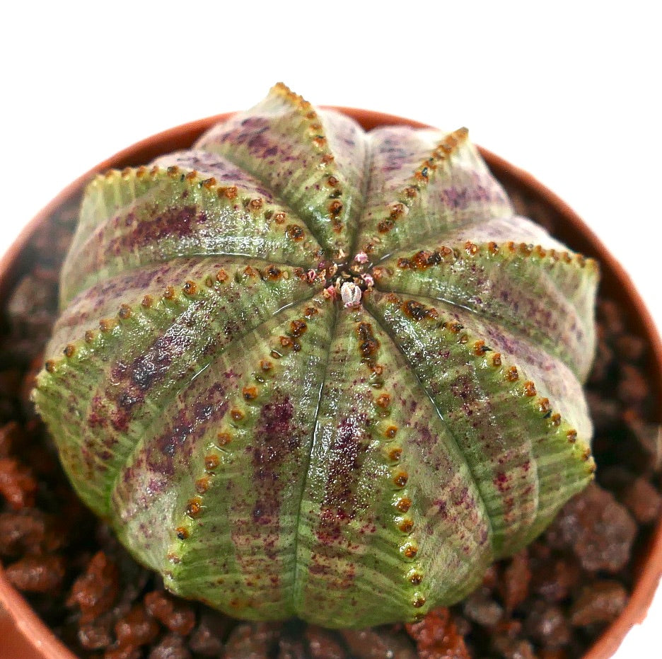 Euphorbia obesa STARSHAPE GREEN & PINK L1
