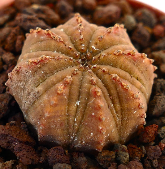Euphorbia obesa small succulent with star-shaped ridges and orange-brown tones in rocky soil