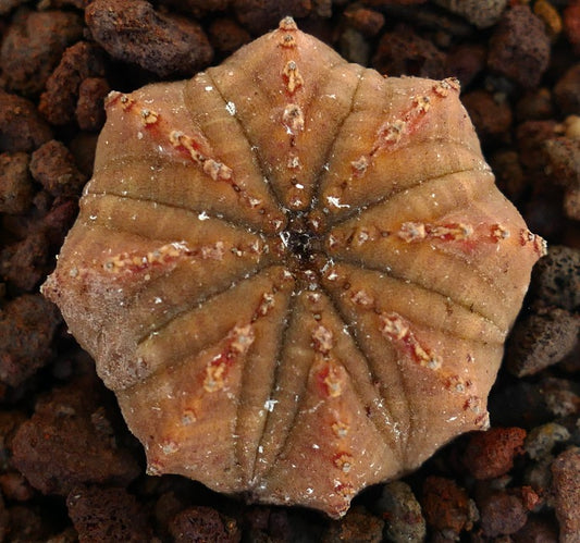 Euphorbia obesa succulent with star-shaped ribbed body and textured surface
