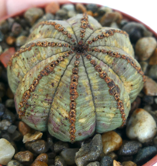 Euphorbia obesa succulent with rounded ridges and textured brown areoles on green surface